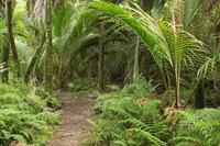 New Zealand, Nikau Palms, Heaphy Path Fine Art Print