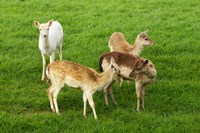 New Zealand, South Island, Karamea, Fawn, Deer Fine Art Print