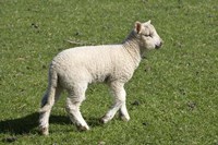 Spring lamb, Dunedin, Otago, South Island, New Zealand Fine Art Print