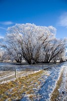 Hoar Frost, Oturehua, South Island, New Zealand Fine Art Print