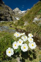 New Zealand Arthurs Pass, Mountain buttercup flower Fine Art Print