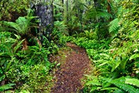 New Zealand, Otago, Old Coach Walking Path, Forest by Fredrik Norrsell - various sizes, FulcrumGallery.com brand