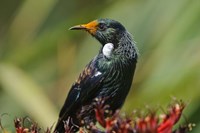 New Zealand, Stewart Island, Halfmoon Bay, Tui bird by Fredrik Norrsell - various sizes, FulcrumGallery.com brand