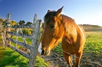 New Zealand, South Island, Horse ranch, farm animal Fine Art Print