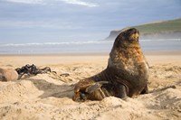 Sea lions on beach, Catlins, New Zealand Fine Art Print