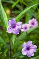 Flowers, Antigua, West Indies, Caribbean Fine Art Print