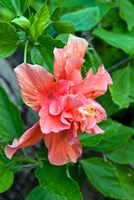 Hibiscus Flowers, Antigua, West Indies, Caribbean Fine Art Print