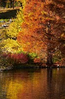 Autumn colour in pond, Botanic Gardens, Dunedin, Otago, South Island, New Zealand Fine Art Print