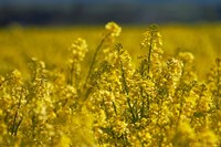 Rapeseed Agriculture, South Canterbury, New Zealand Fine Art Print