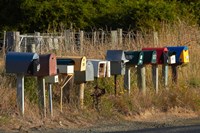 Rural Letterboxes, Otago Peninsula, Dunedin, South Island, New Zealand Fine Art Print