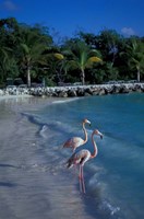 Sonesta Island,  Aruba, Caribbean Fine Art Print