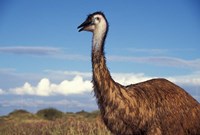 Australia, Emu, flightless bird Fine Art Print