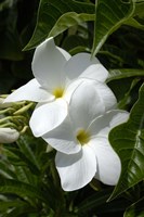 White Flowers on Palm Beach, Aruba Fine Art Print