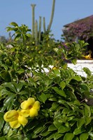 Yellow Flowers, Cacti and Home, Aruba, Caribbean Fine Art Print