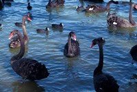 Australia, Perth, Bibra Lake Black Swans Fine Art Print