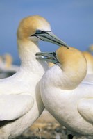 Pair of Gannet tropical birds, Cape Kidnappers New Zealand Fine Art Print