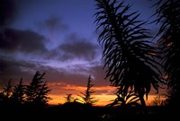 Dunedin, South Island, New Zealand, Trees and sunset Fine Art Print