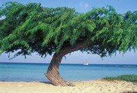 Kwihi Tree,  Aruba, Caribbean Fine Art Print