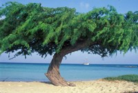 Kwihi Tree,  Aruba, Caribbean by Robin Hill - various sizes
