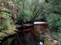 Oparara River, Oparara Basin, New Zealand Fine Art Print