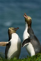 Yellow-Eyed Penguin, Enderby Is, Auckland, New Zealand Fine Art Print