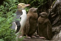 Yellow-Eyed Penguin, New Zealand Fine Art Print