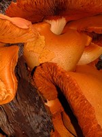 Mushrooms on Stump, New Zealand Fine Art Print