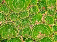 Succulent, South Island, New Zealand Fine Art Print