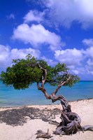 Lone Divi Tree, Aruba, Caribbean Fine Art Print