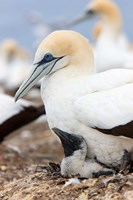 Australasian Gannet chick and parent on nest, North Island, New Zealand Fine Art Print