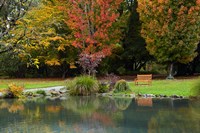 Autumn Color in Hagley Park, Christchurch, Canterbury, New Zealand Fine Art Print
