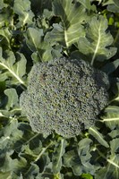 Broccoli growing in the garden Fine Art Print