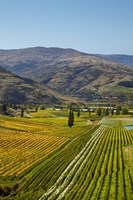 Felton Road Vineyard, Autumn, Bannockburn, Central Otago, South Island, New Zealand Fine Art Print