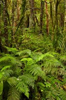 Ferns and native bush near Matai Falls, Catlins, South Otago, South Island, New Zealand Fine Art Print