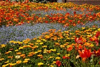 Flower garden, Pollard Park, Blenheim, Marlborough, South Island, New Zealand (horizontal) Fine Art Print