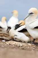 Gannet tropical birds, Cape Kidnappers New Zealand Fine Art Print