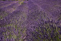 Lavender Farm, near Cromwell, Central Otago, South Island, New Zealand (horizontal) Fine Art Print