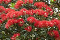Native Pohutukawa flowers, Bay of Islands, New Zealand Fine Art Print