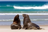 New Zealand, South Island, Hooker's Sea Lion Fine Art Print