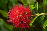 Pohutukawa Flower, Dunedin, South Island, New Zealand Fine Art Print