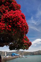 Pohutukawa tree and Akaroa Harbour, Akaroa, Banks Peninsula, Canterbury, South Island, New Zealand Fine Art Print
