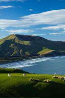 Sheep grazing near Allans Beach, Dunedin, Otago, New Zealand by David Wall - various sizes