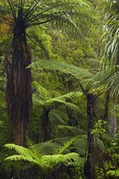 Tree ferns, Manginangina Kauri Walk, Puketi Forest, near Kerikeri, North Island, New Zealand Fine Art Print