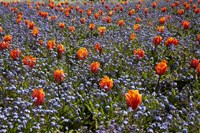 Tulip flowers, Ashburton Domain, New Zealand Fine Art Print