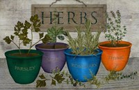 Potted Herbs Fine Art Print