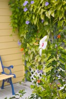 Beach House Ivy, Loyalist Cays, Bahamas, Caribbean Fine Art Print