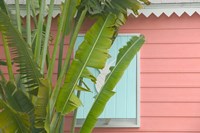 Palm and Pineapple Shutters Detail, Great Abaco Island, Bahamas Fine Art Print