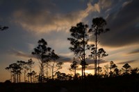 Bahamas, Lucaya NP, Setting sun on Caribbean Pine Trees Fine Art Print