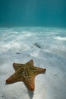 Bahamas, Marine Life, Sea star, Golden Rock Beach Fine Art Print