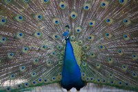 Bahamas, Nassau, Indian Peacock patterns Fine Art Print